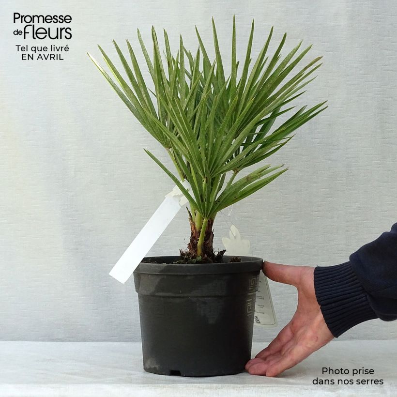Spécimen de Chamaerops humilis - Palmier nain pot de 3L tel que livré au printemps
