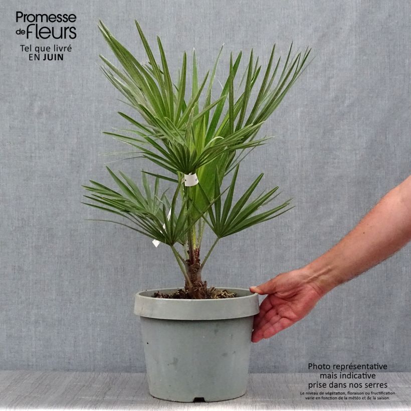 Spécimen de Chamaerops humilis - Palmier nain Pot de 6L/7L tel que livré en été