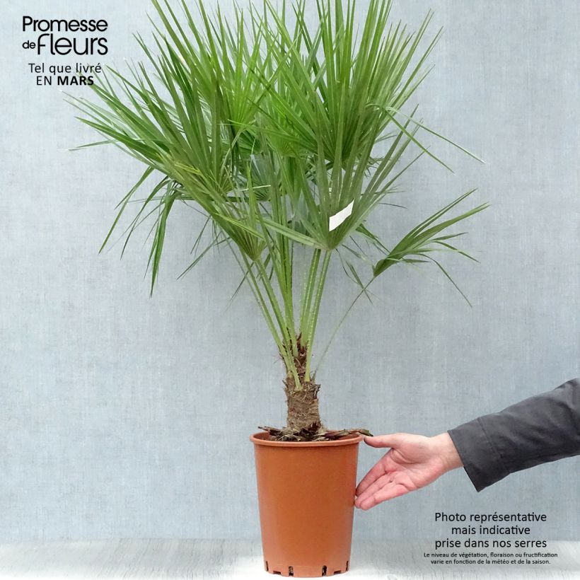 Spécimen de Chamaerops humilis - Palmier nain pot de 7L tel que livré au printemps