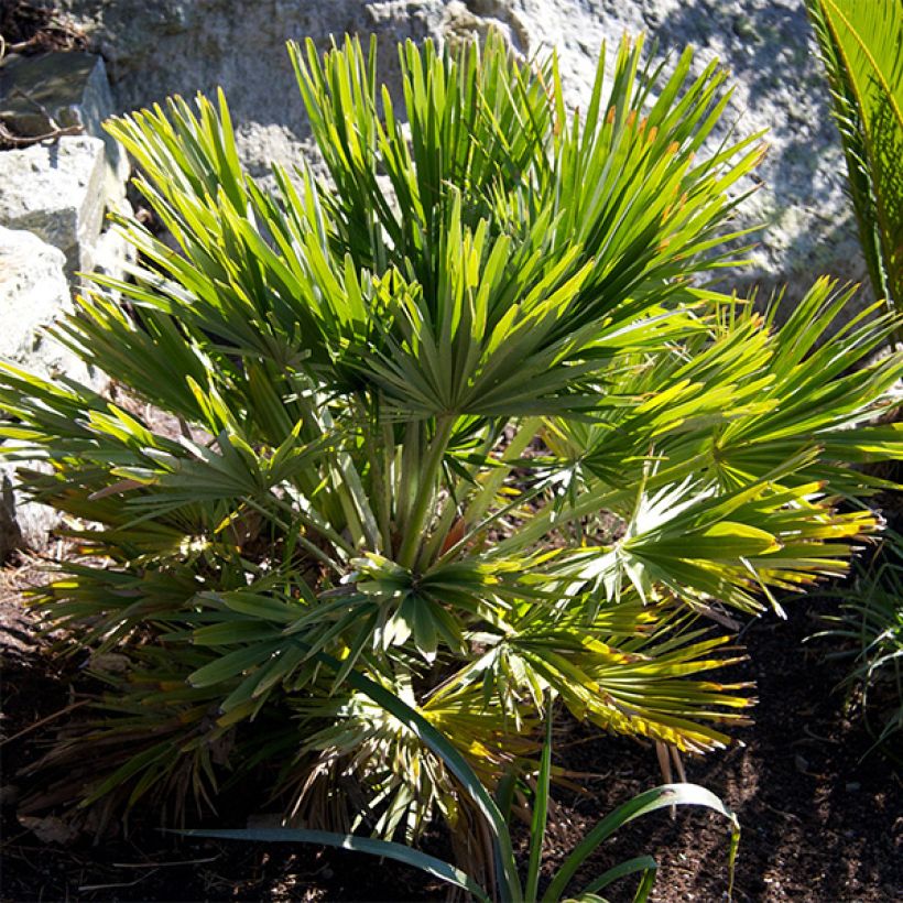 Chamaerops humilis Vulcano - Palmier nain (Feuillage)