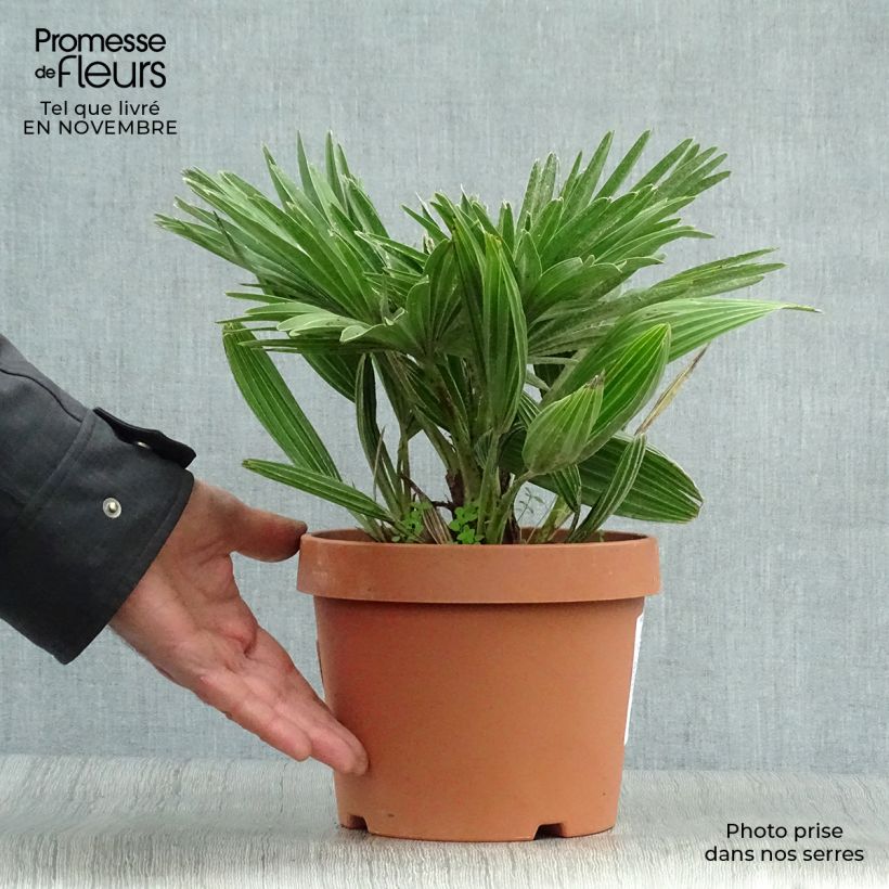 Spécimen de Chamaerops humilis Vulcano - Palmier nain tel que livré en automne