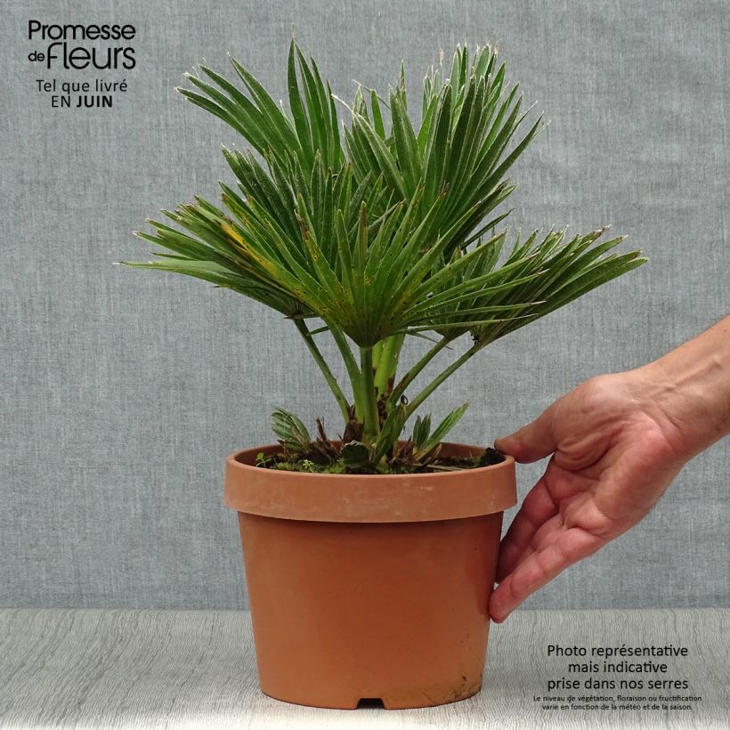 Spécimen de Chamaerops humilis Vulcano - Palmier nain Pot de 2L/3L tel que livré en été