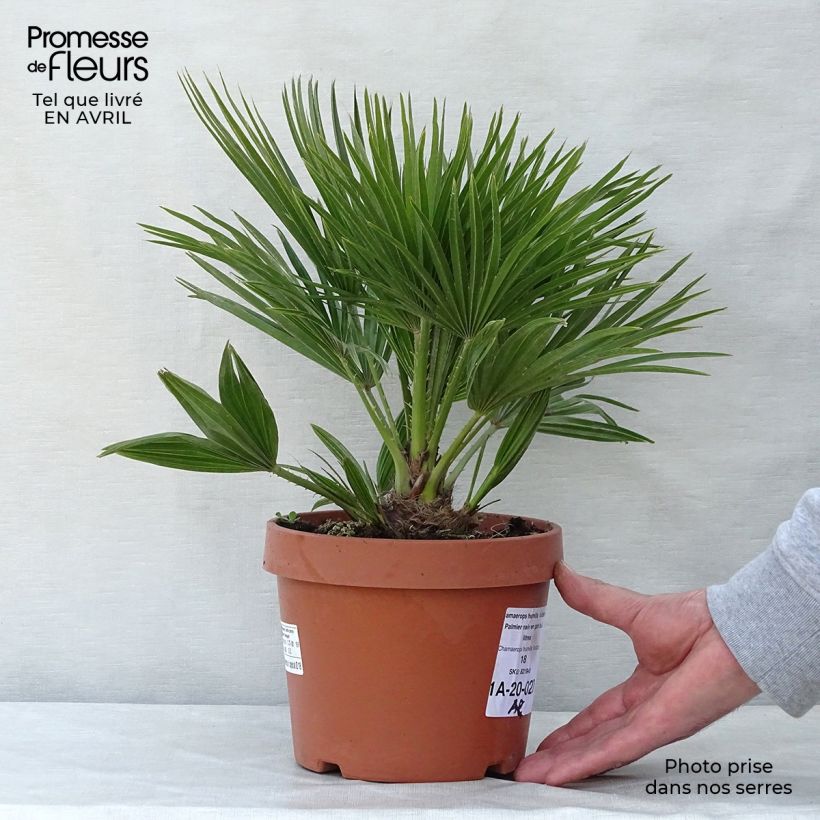 Spécimen de Chamaerops humilis Vulcano - Palmier nain en pot de 3 litres tel que livré au printemps