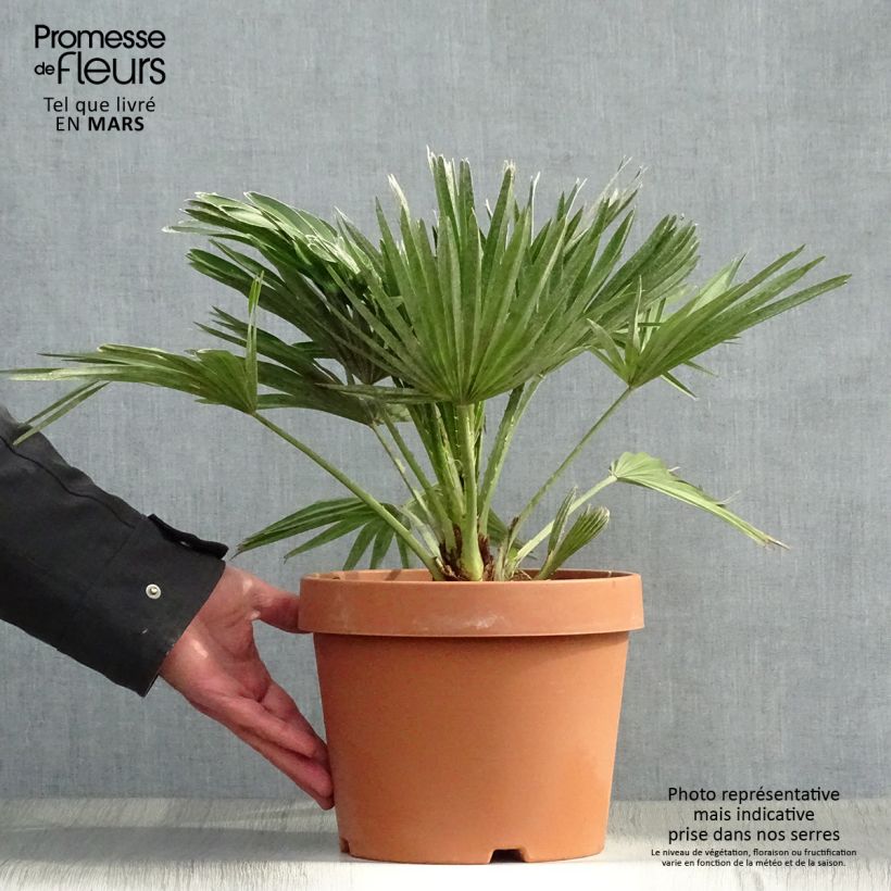 Spécimen de Chamaerops humilis Vulcano - Palmier nain en pot de 4/5 litres tel que livré au printemps