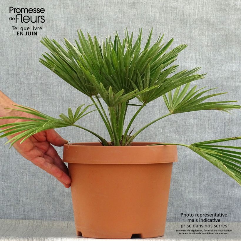 Spécimen de Chamaerops humilis Vulcano - Palmier nain Pot de 6L/7L tel que livré en été