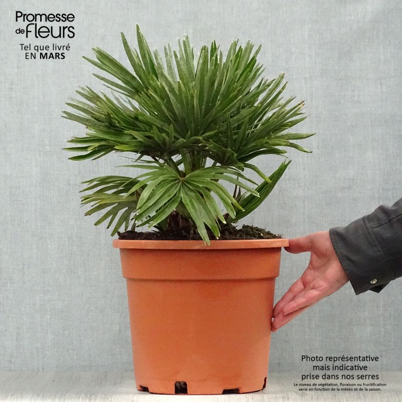 Spécimen de Chamaerops humilis Vulcano - Palmier nain en pot de 7 litres tel que livré au printemps