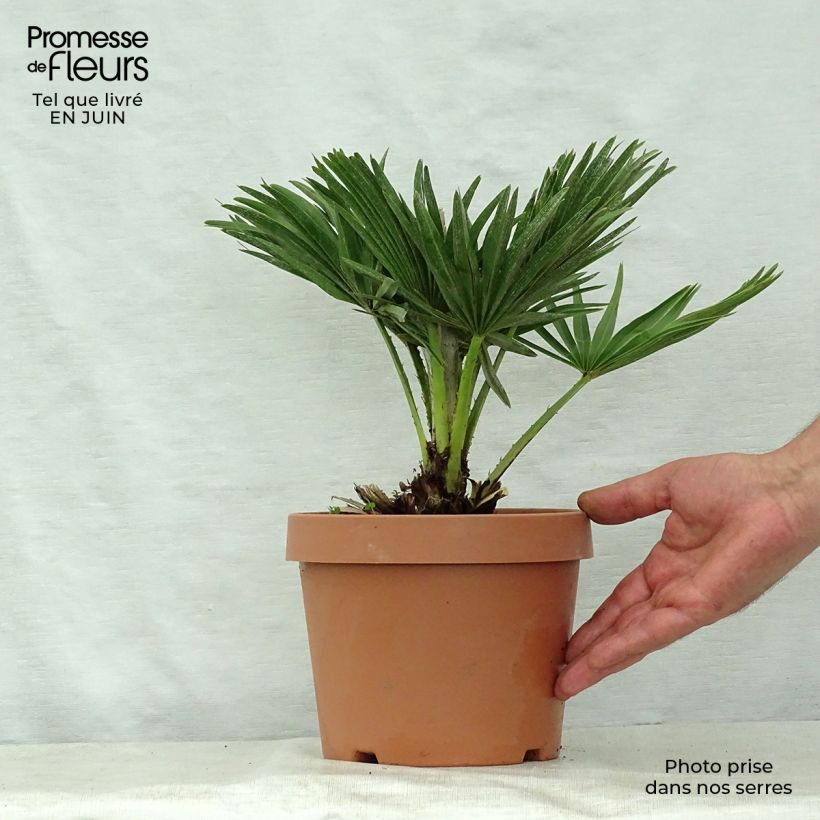 Spécimen de Chamaerops humilis cerifera - Palmier nain bleuté Pot de 3L/4L tel que livré en été