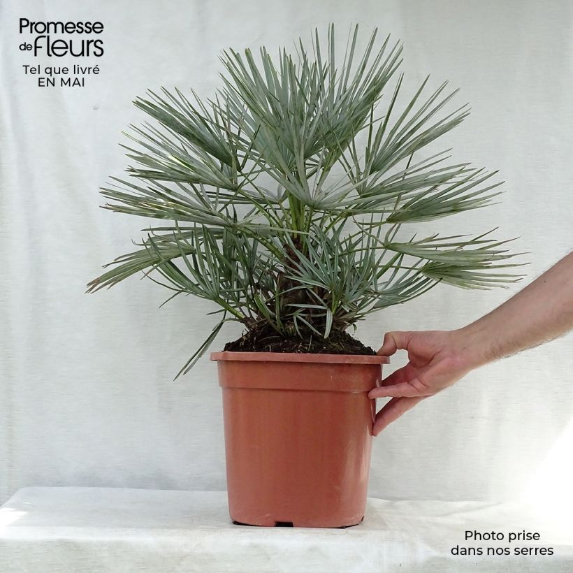 Spécimen de Chamaerops humilis cerifera - Palmier nain bleuté en pot de 10L tel que livré au printemps
