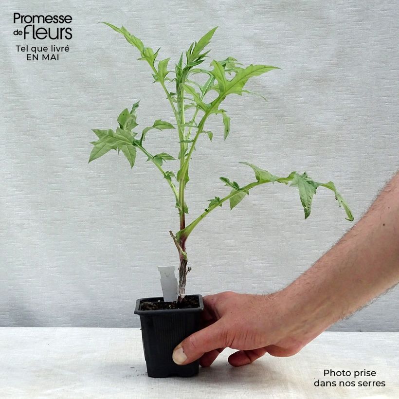 Spécimen de Chardon boule - Echinops bannaticus Star Frost  Godet de 8 cm tel que livré au printemps