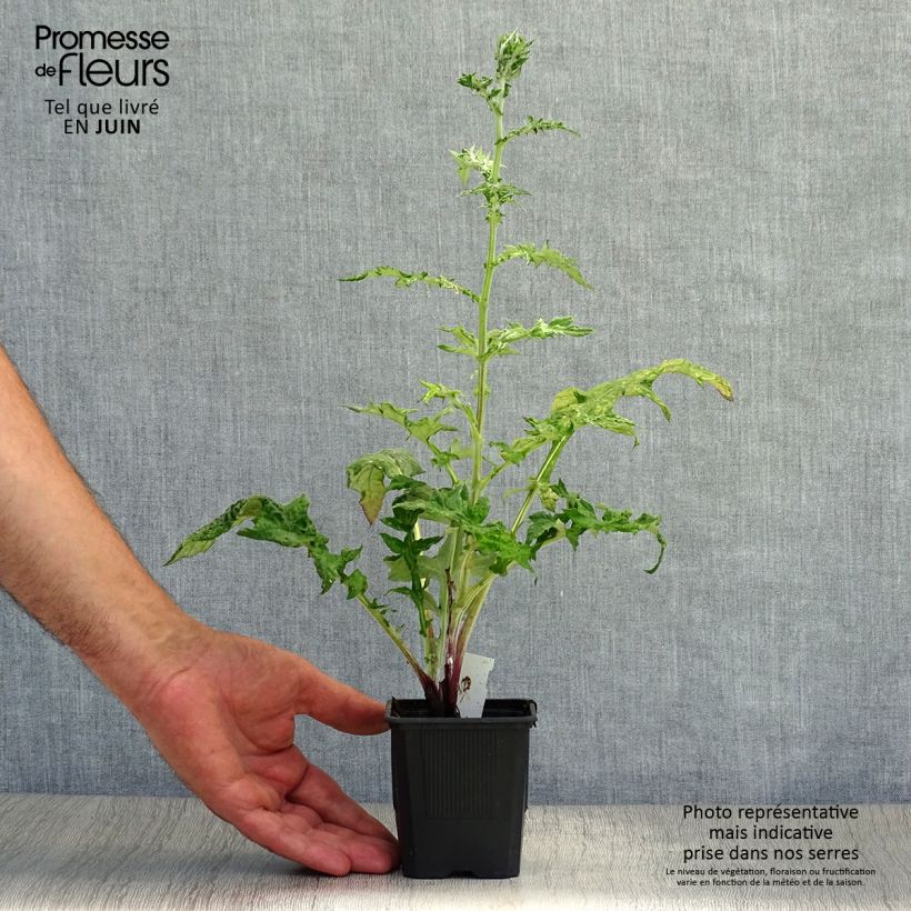 Spécimen de Chardon boule - Echinops bannaticus Star Frost  Godet de 8/9 cm tel que livré en été