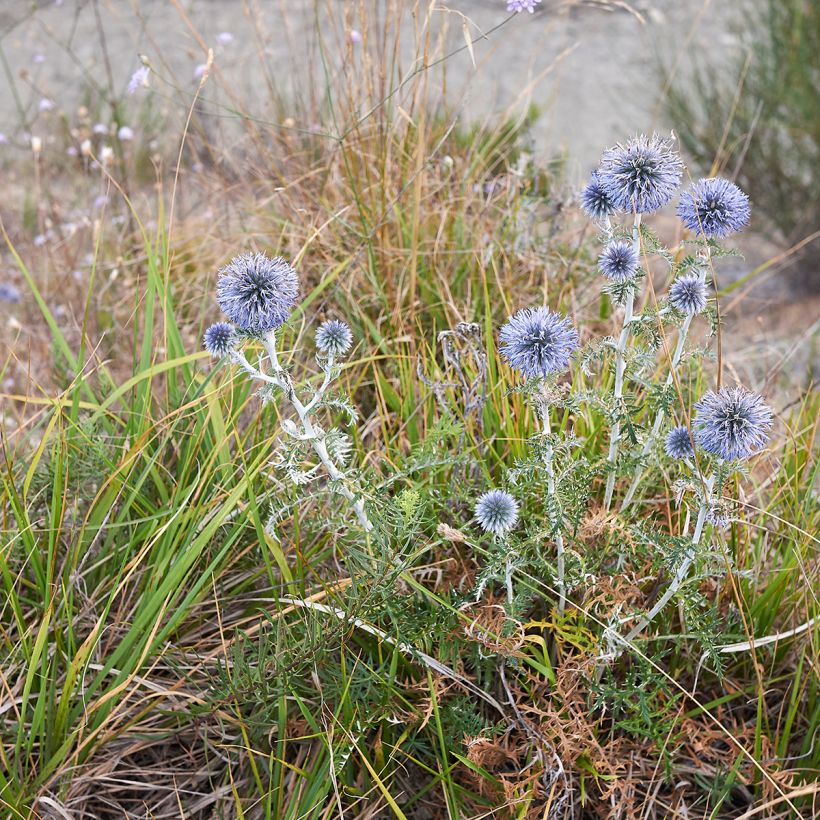 Chardon boule - Echinops ritro (Port)