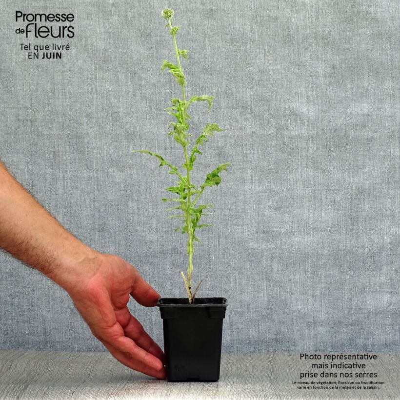 Spécimen de Chardon boule - Echinops ritro Godet de 7/8 cm tel que livré en été
