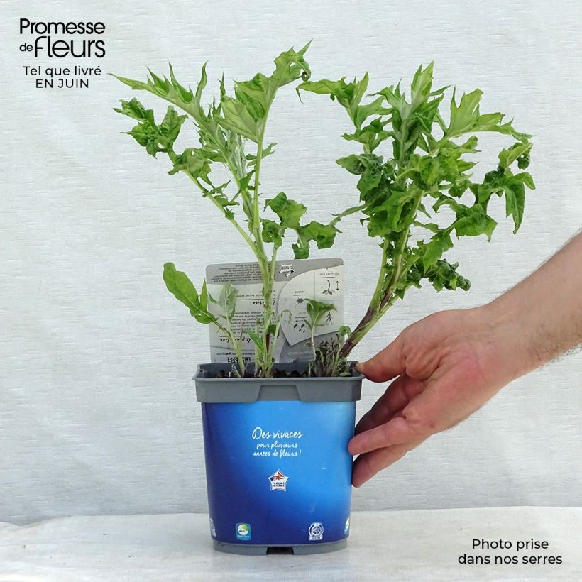 Spécimen de Chardon boule - Echinops ritro Pot de 2L/3L tel que livré en été
