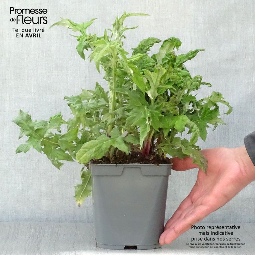 Spécimen de Chardon boule - Echinops ritro en pot de 2/3 litres tel que livré au printemps