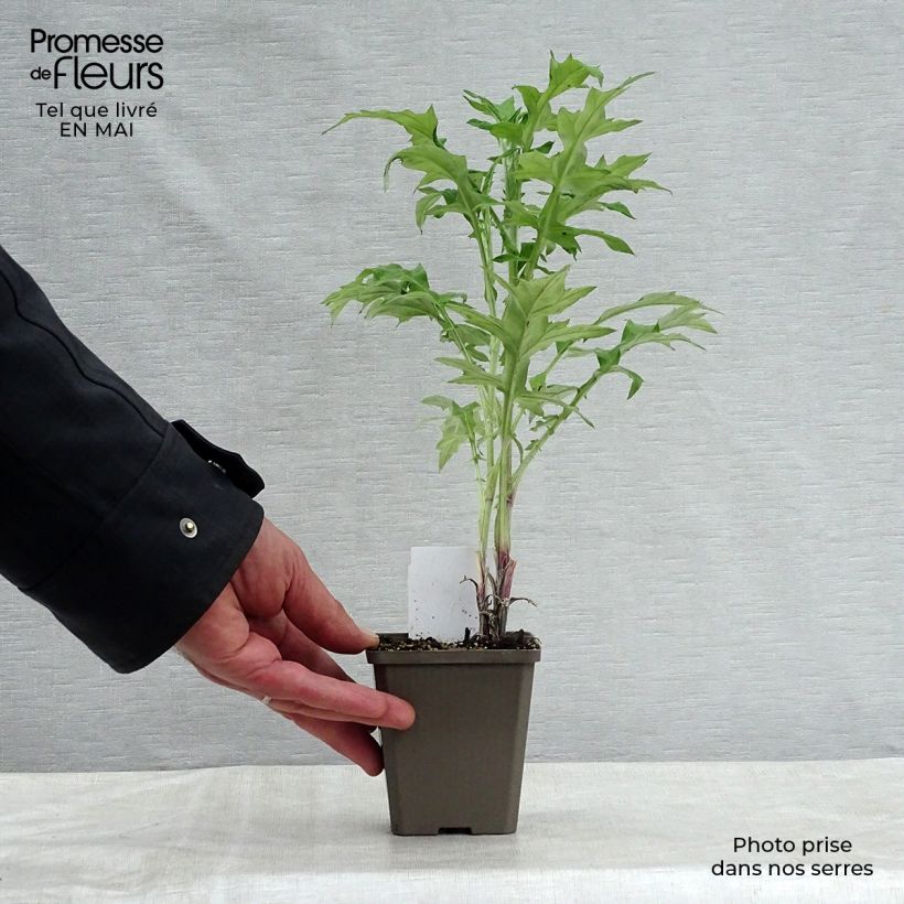 Spécimen de Chardon boule - Echinops ritro en godet de 7/8 cm tel que livré au printemps
