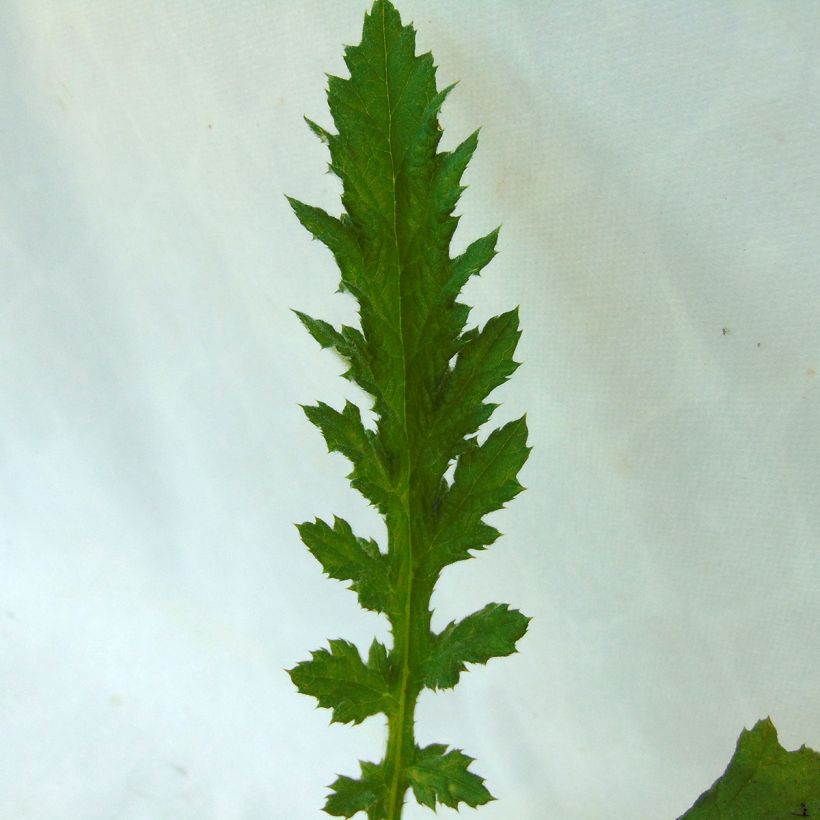 Chardon boule - Echinops sphaerocephalus Arctic Glow (Feuillage)