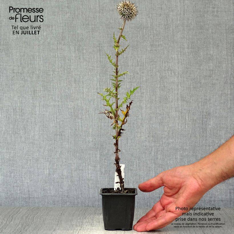 Spécimen de Chardon boule - Echinops sphaerocephalus Arctic Glow Godet de 8/9 cm tel que livré en été