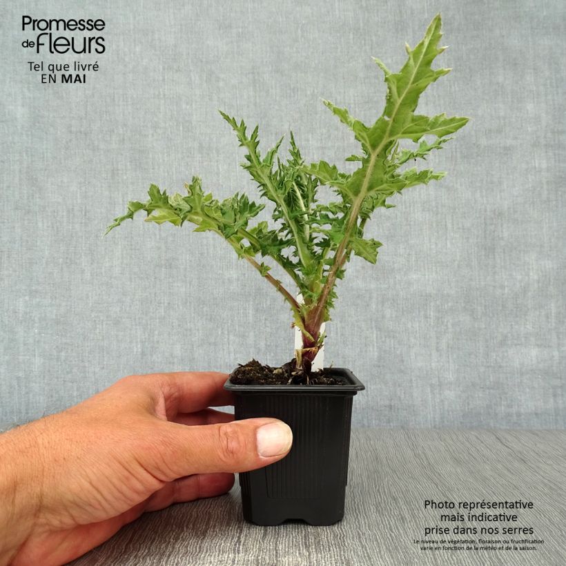 Spécimen de Chardon boule - Echinops sphaerocephalus Arctic Glow Godet de 9cm tel que livré au printemps
