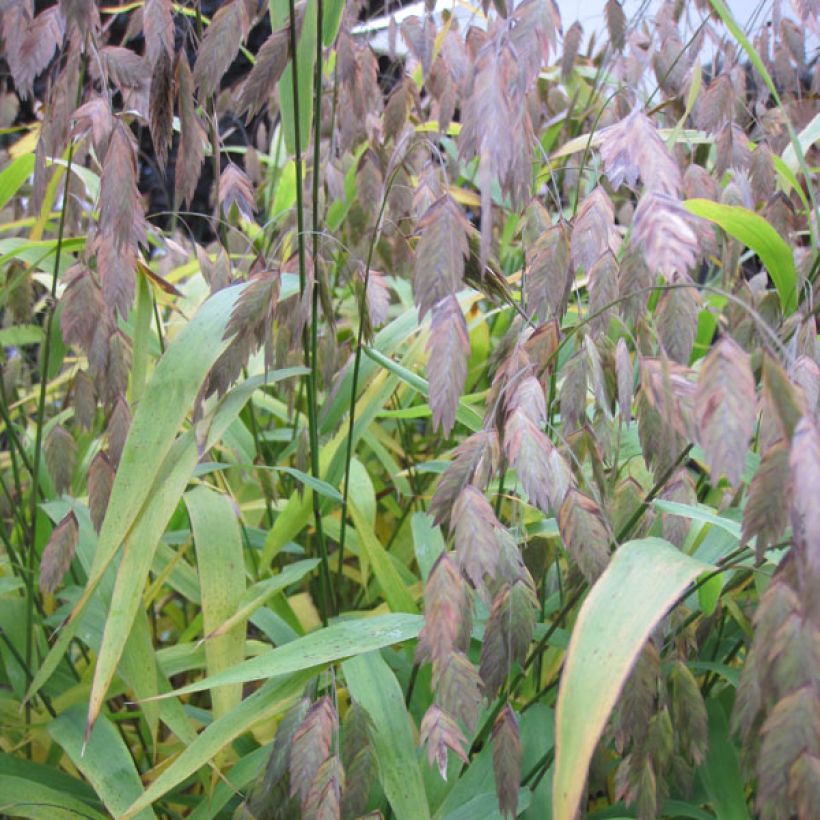 Chasmanthium latifolium - Uniola latifolia (Feuillage)