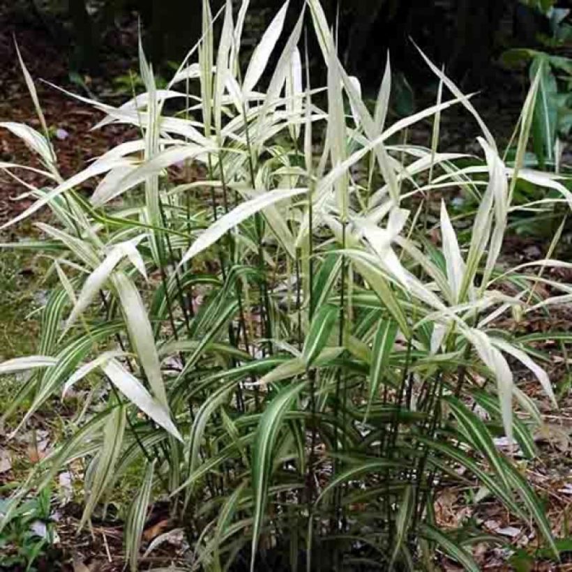 Chasmanthium latifolium River Mist - Uniola latifolia (Port)