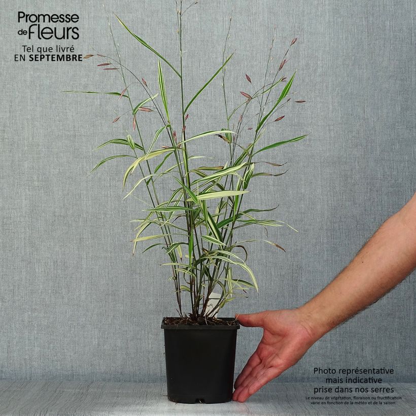 Spécimen de Chasmanthium latifolium River Mist - Uniola latifolia Pot de 2L/3L tel que livré en été