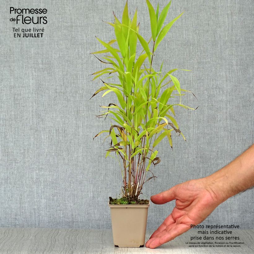 Spécimen de Chasmanthium latifolium - Uniola latifolia Godet de 8/9 cm tel que livré en été