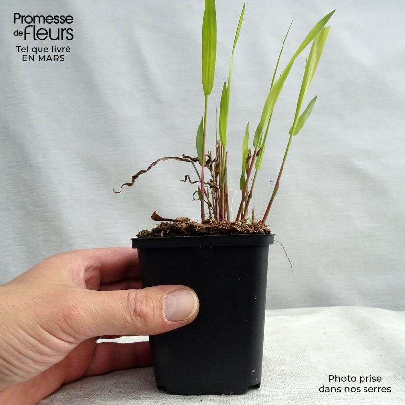 Spécimen de Chasmanthium latifolium - Uniola latifolia en godet de 9 cm tel que livré au printemps