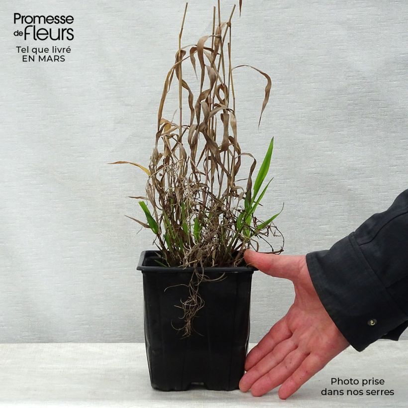 Spécimen de Chasmanthium latifolium - Uniola latifolia en pot de 2/3L tel que livré au printemps