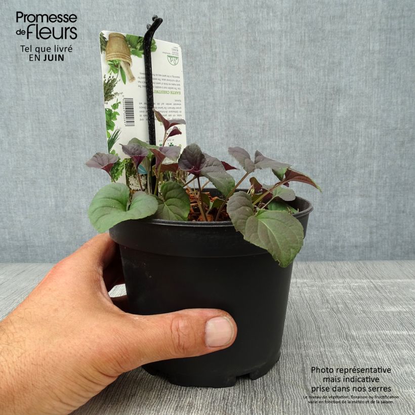 Spécimen de Chataigne de terre - Bunium bulbocastanum Pot de 1,5L/2L tel que livré en été