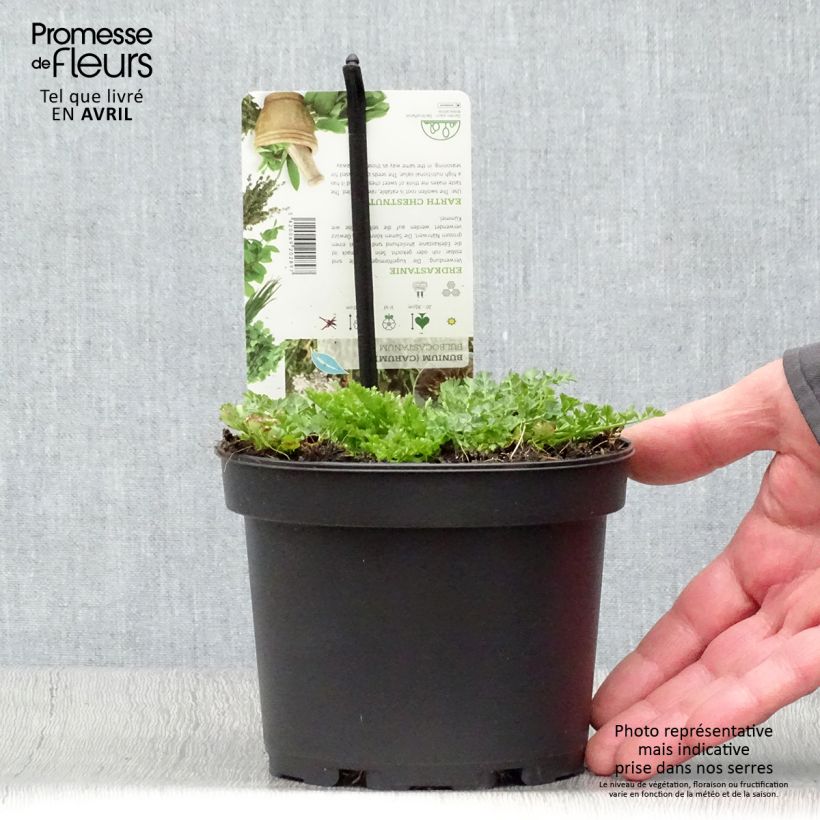 Spécimen de Chataigne de terre - Bunium bulbocastanum - Pot de 1.5L/2L tel que livré au printemps
