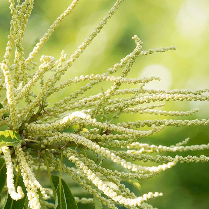 Châtaignier Maraval - Castanea sativa (Floraison)