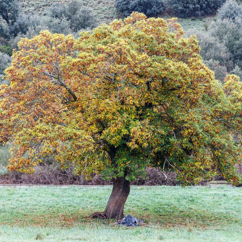 Châtaignier Maraval - Castanea sativa (Port)