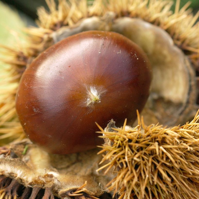 Châtaignier Marigoule - Castanea sativa (Récolte)