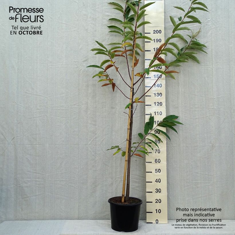 Spécimen de Châtaignier Marigoule - Castanea sativa tel que livré en automne