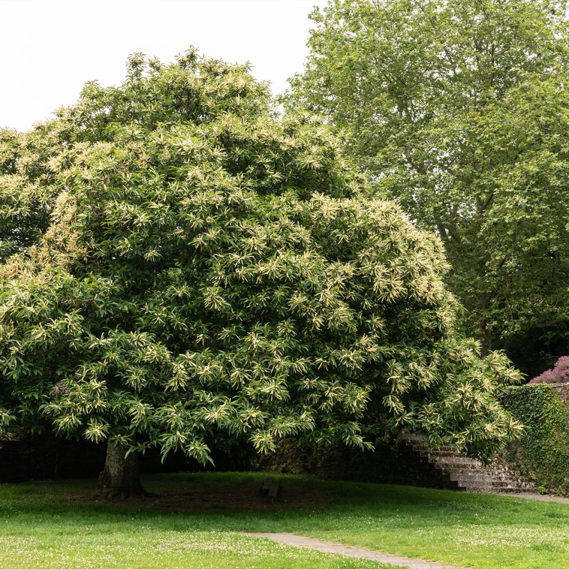 Châtaignier Marlhac - Castanea sativa  (Port)