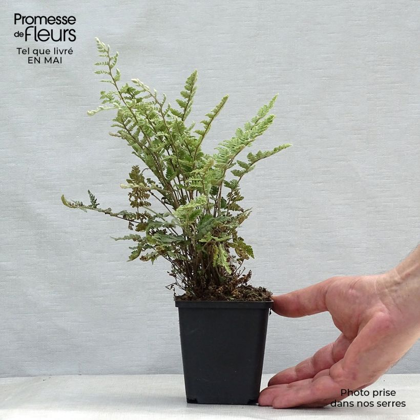 Spécimen de Cheilanthes lanosa - Fougère Godet de 9cm tel que livré au printemps