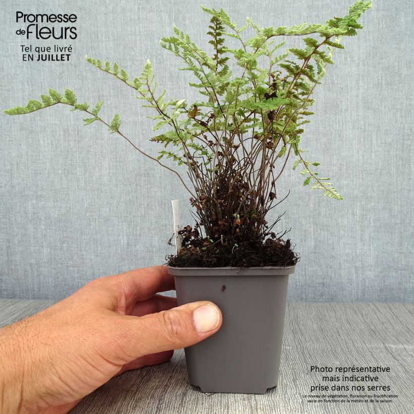 Spécimen de Cheilanthes lanosa - Fougère Godet de 8/9 cm tel que livré en été