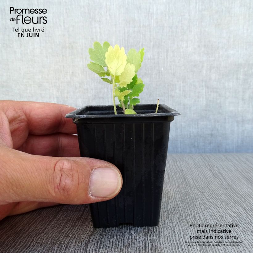 Spécimen de Chelidoine BIO - herbe aux verrues Godet de 7/8 cm tel que livré en été