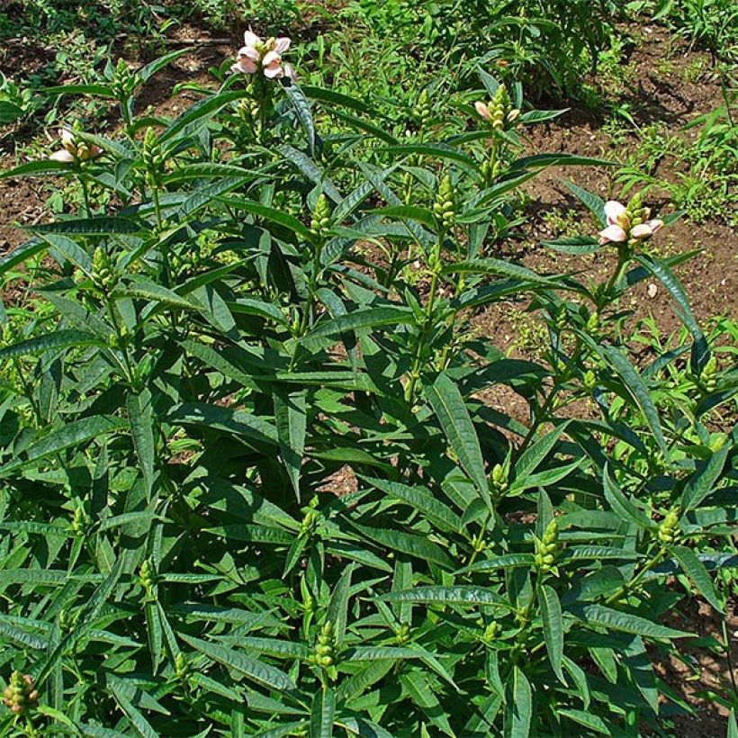 Chelone glabra, Galane (Feuillage)