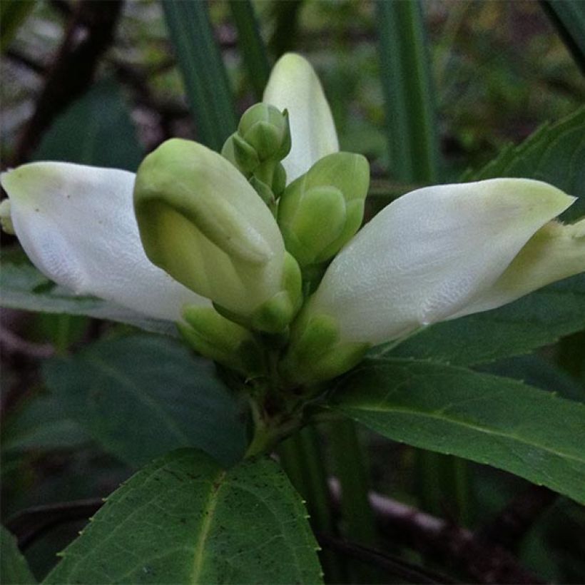 Chelone glabra, Galane (Floraison)