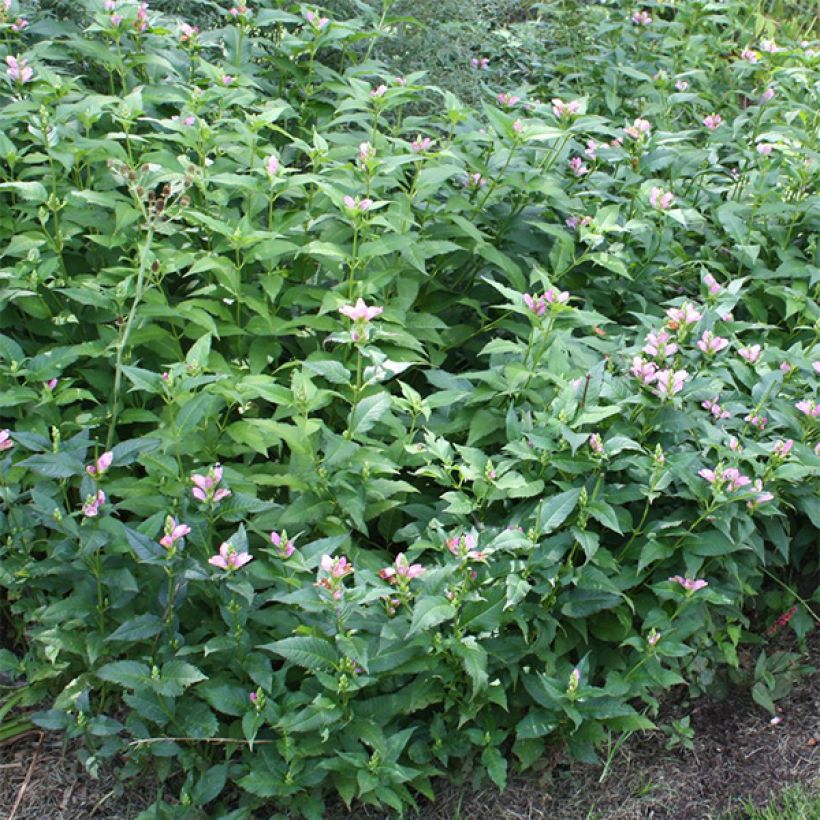 Chelone lyonii Hot Lips - Galane (Feuillage)