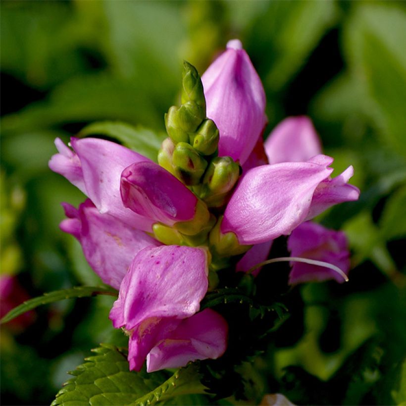 Chelone lyonii Hot Lips - Galane (Floraison)