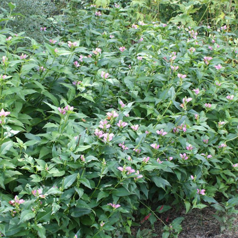 Chelone lyonii Hot Lips - Galane (Port)