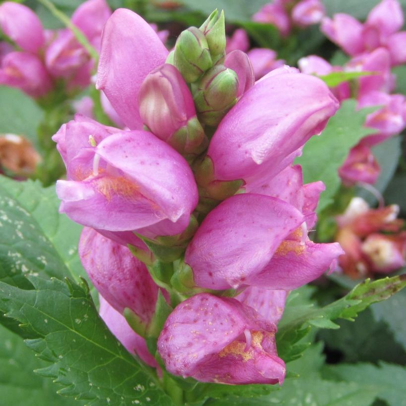 Chelone obliqua - Galane oblique (Floraison)