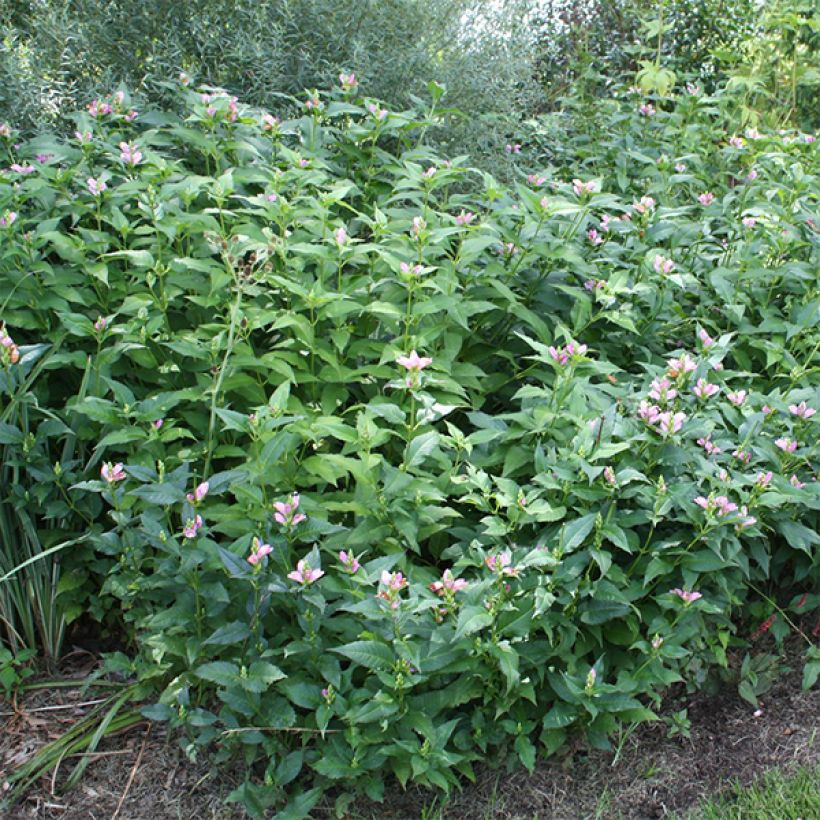 Chelone obliqua - Galane oblique (Port)