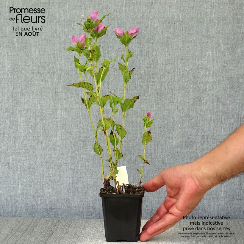 Spécimen de Chelone obliqua - Galane oblique Godet de 8/9 cm tel que livré en été