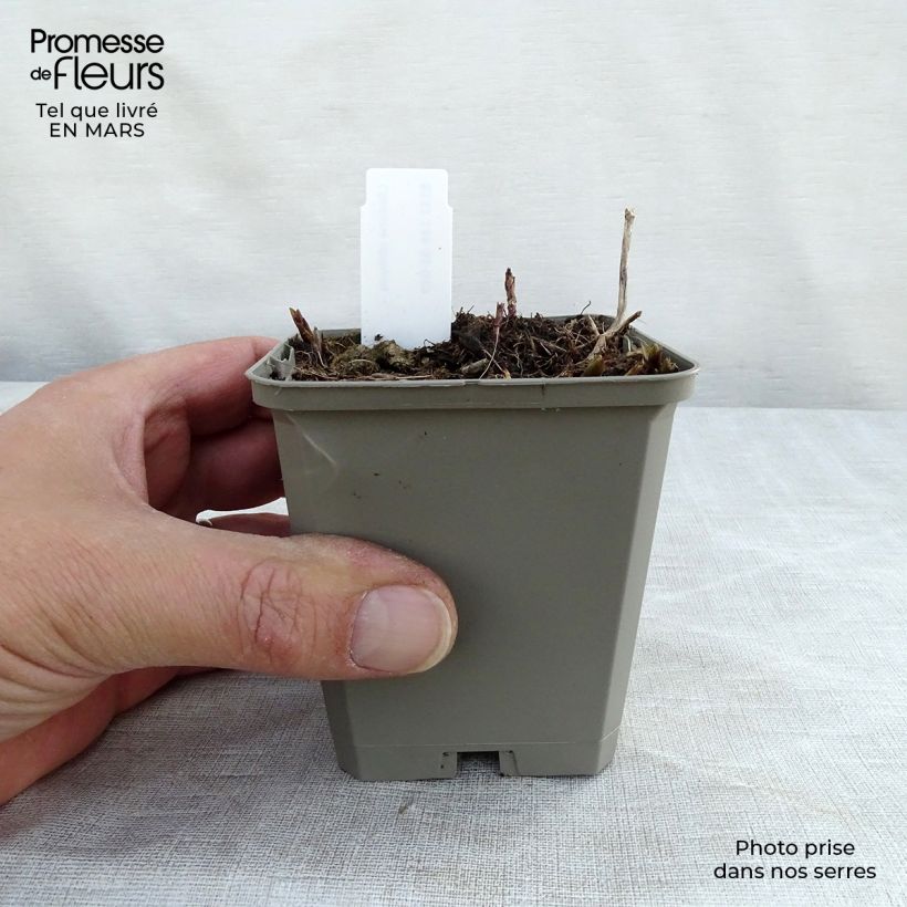Spécimen de Chelone obliqua - Galane oblique Godet de 9cm tel que livré au printemps