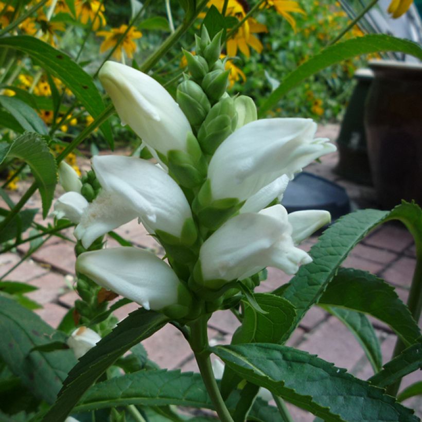 Chelone obliqua var. Alba - Galane oblique blanche (Floraison)