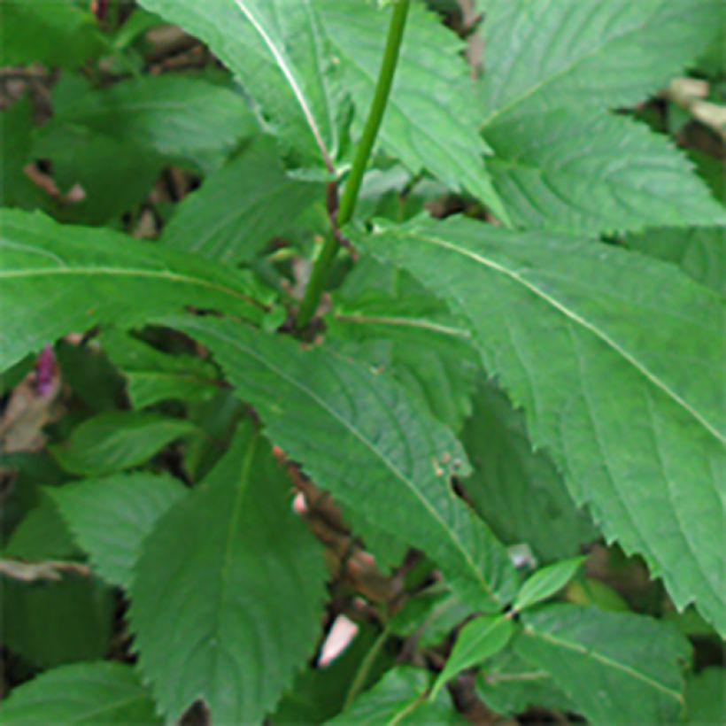 Chelonopsis moschata (Feuillage)