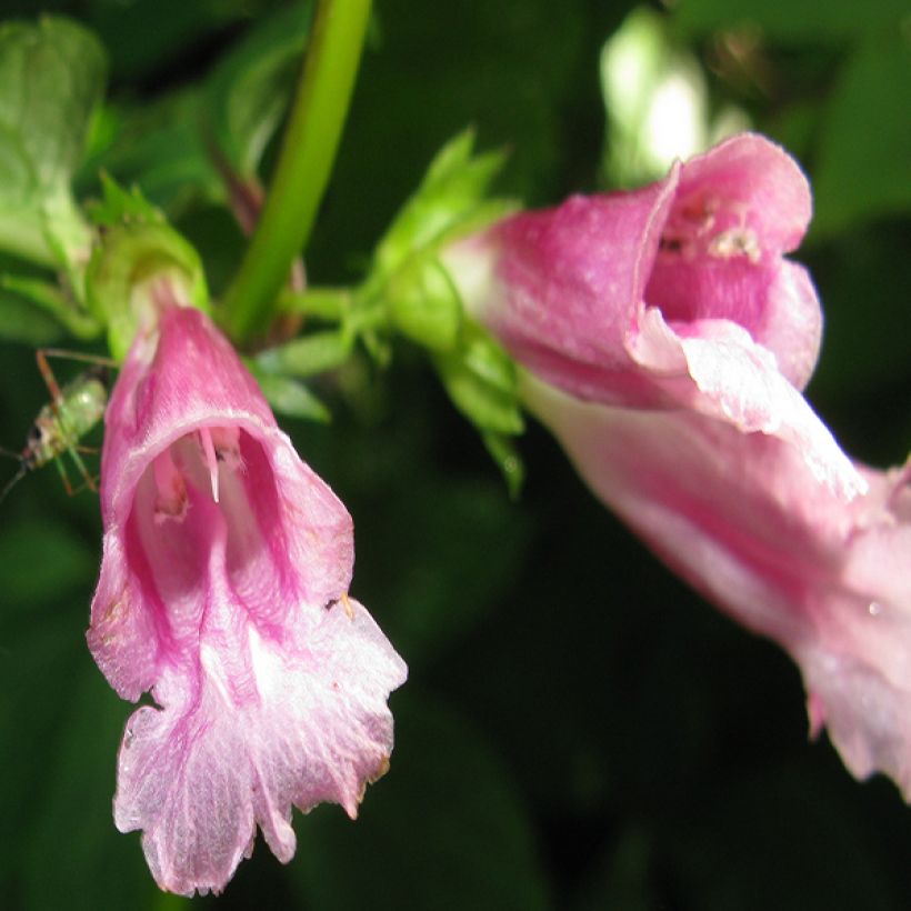 Chelonopsis moschata (Floraison)